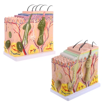  Блок за модел на човешка кожа Разширена пластична анатомична анатомия Медицински инструмент за преподаване Dropship